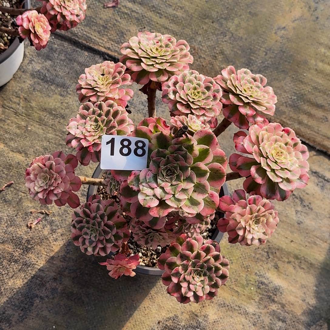 188红铜超白法师植物