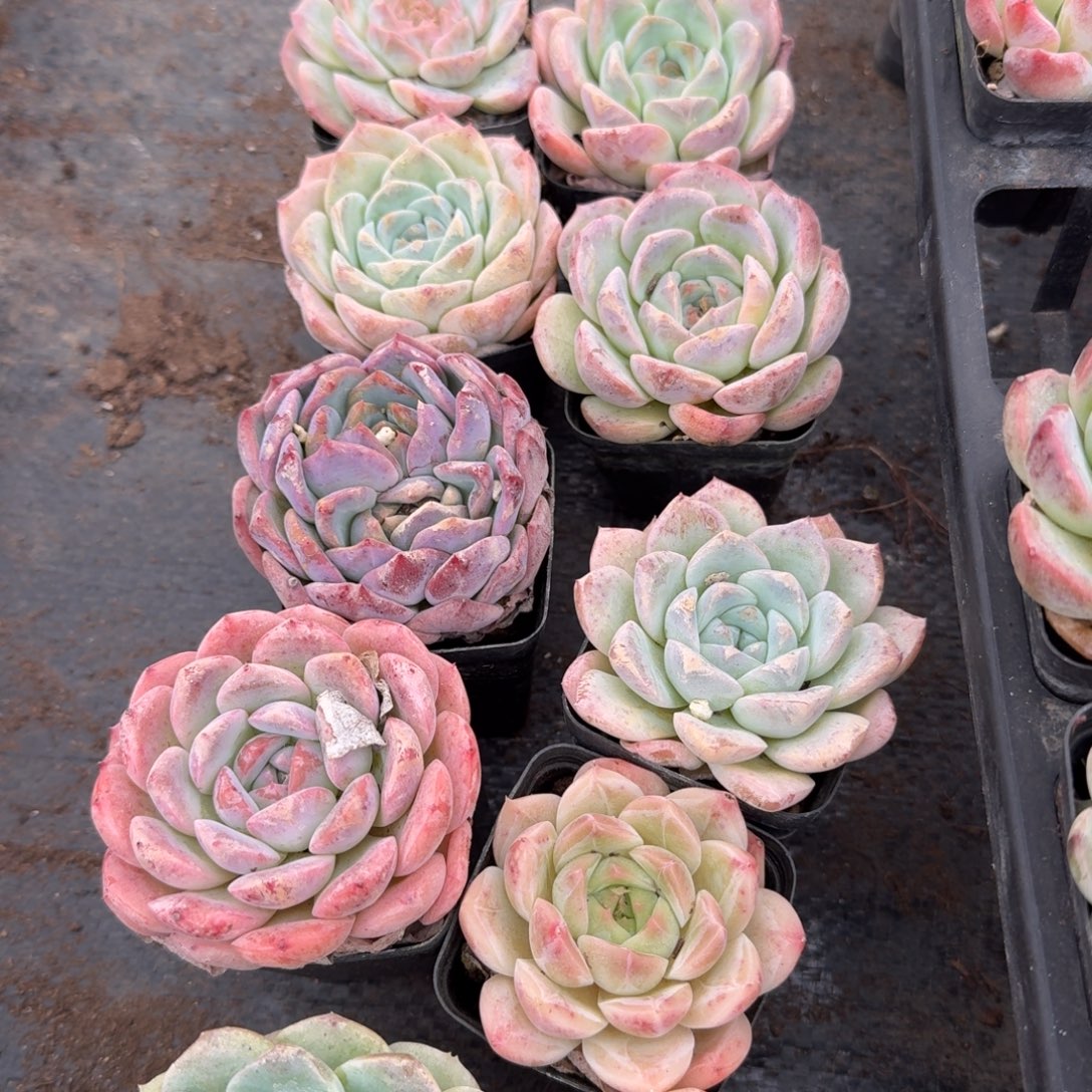 29-8左六日白梦露十棵量拍