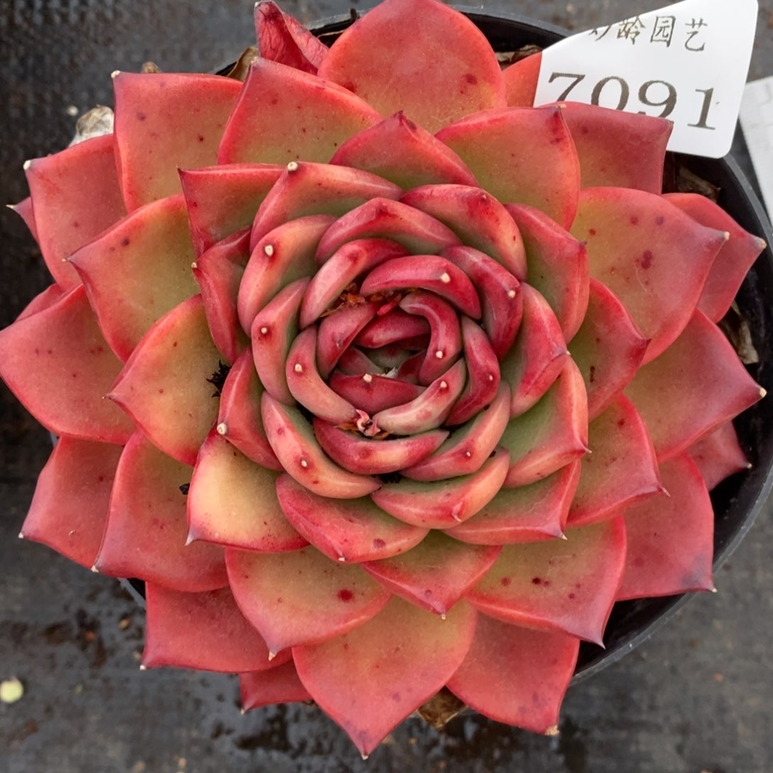 7091杂交多肉老桩
