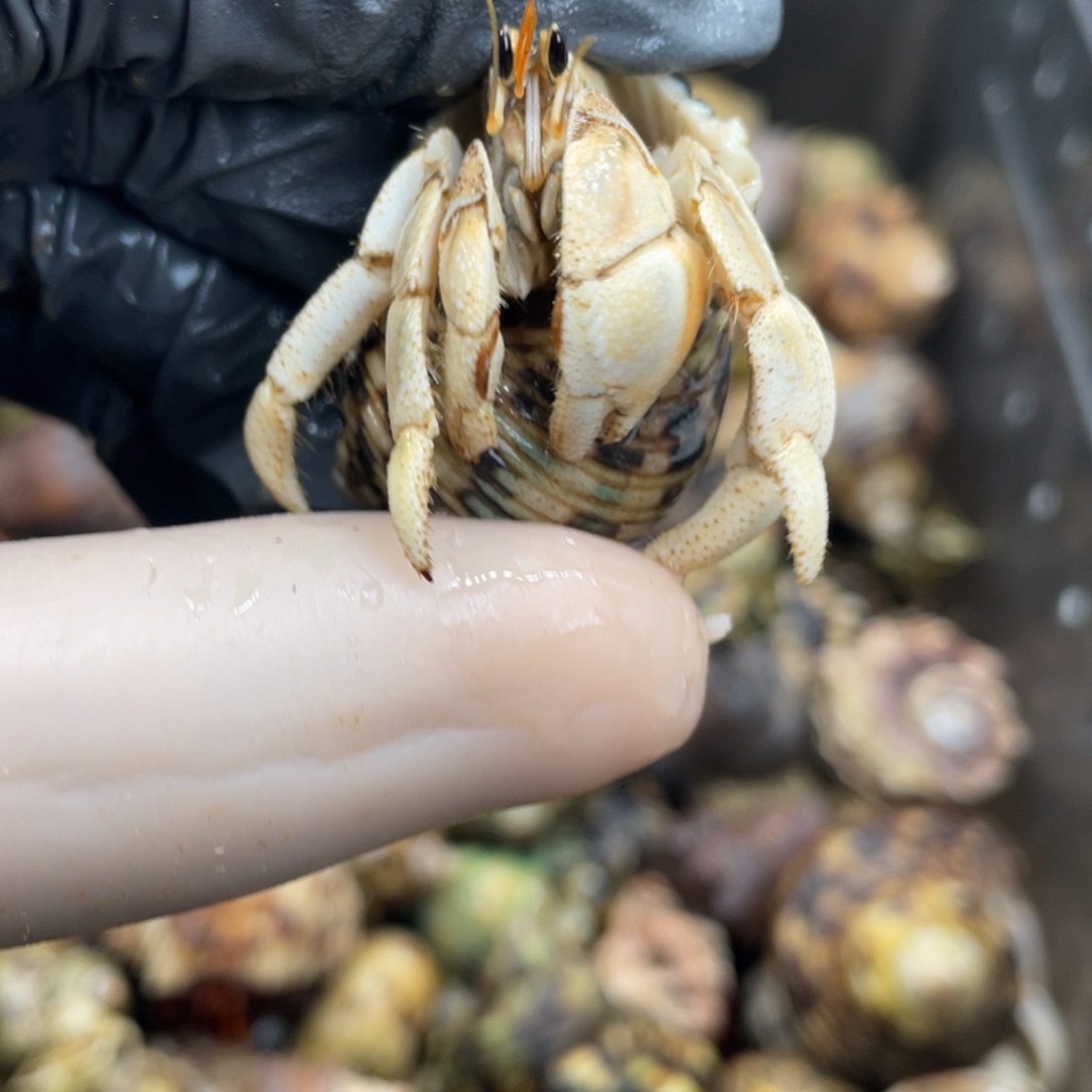 不退不换活体宠物112