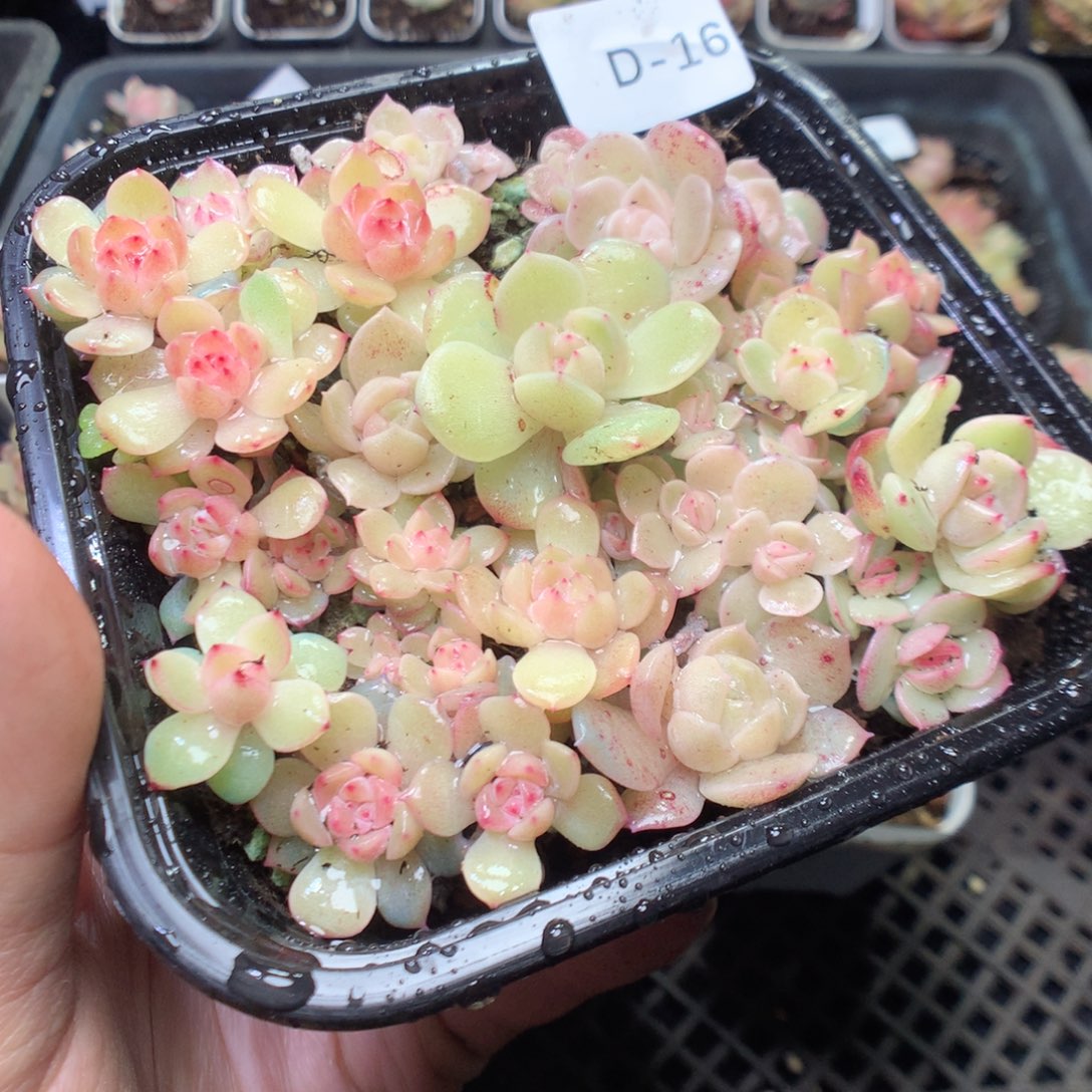 无花朵D16。yyyyyyyy