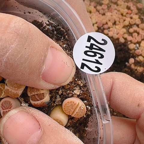 【闪购商品】24612