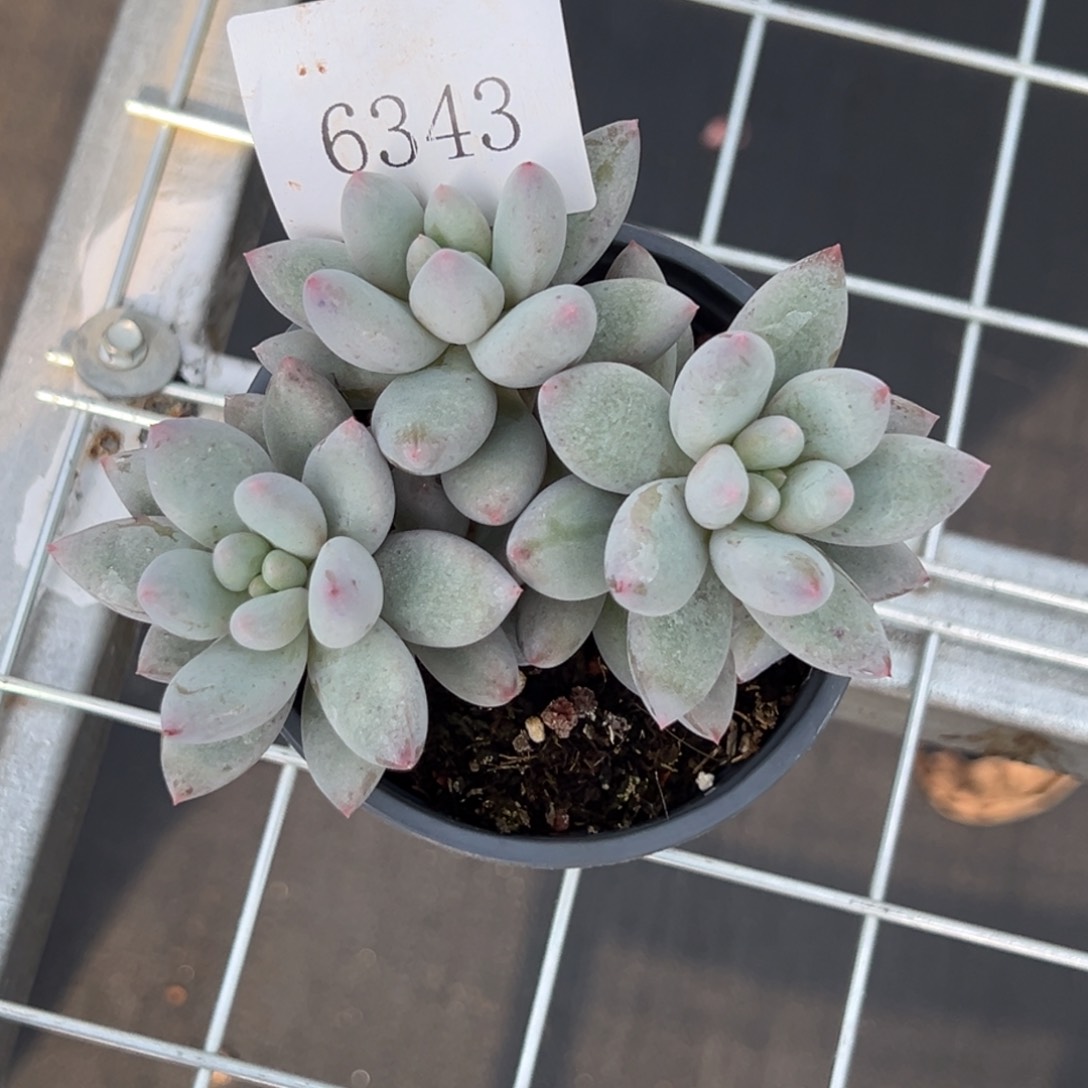 小*?6343多肉多多多多多