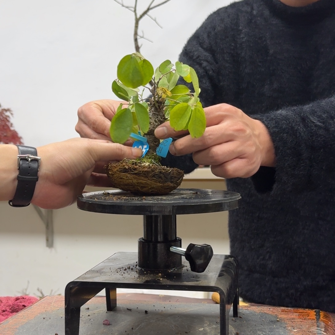 綪***鉺无花朵185顺丰到付不包邮