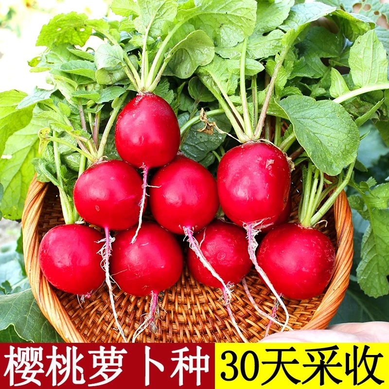 樱桃萝卜种子迷你萝卜菜籽四季阳台盆栽早熟易种蔬菜水果新鲜种子