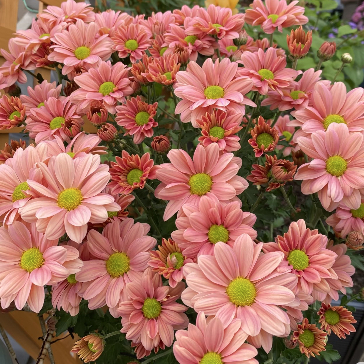 【大苗】三文鱼菊花泡泡菊盆栽阳台花卉好养耐热耐寒绿植物
