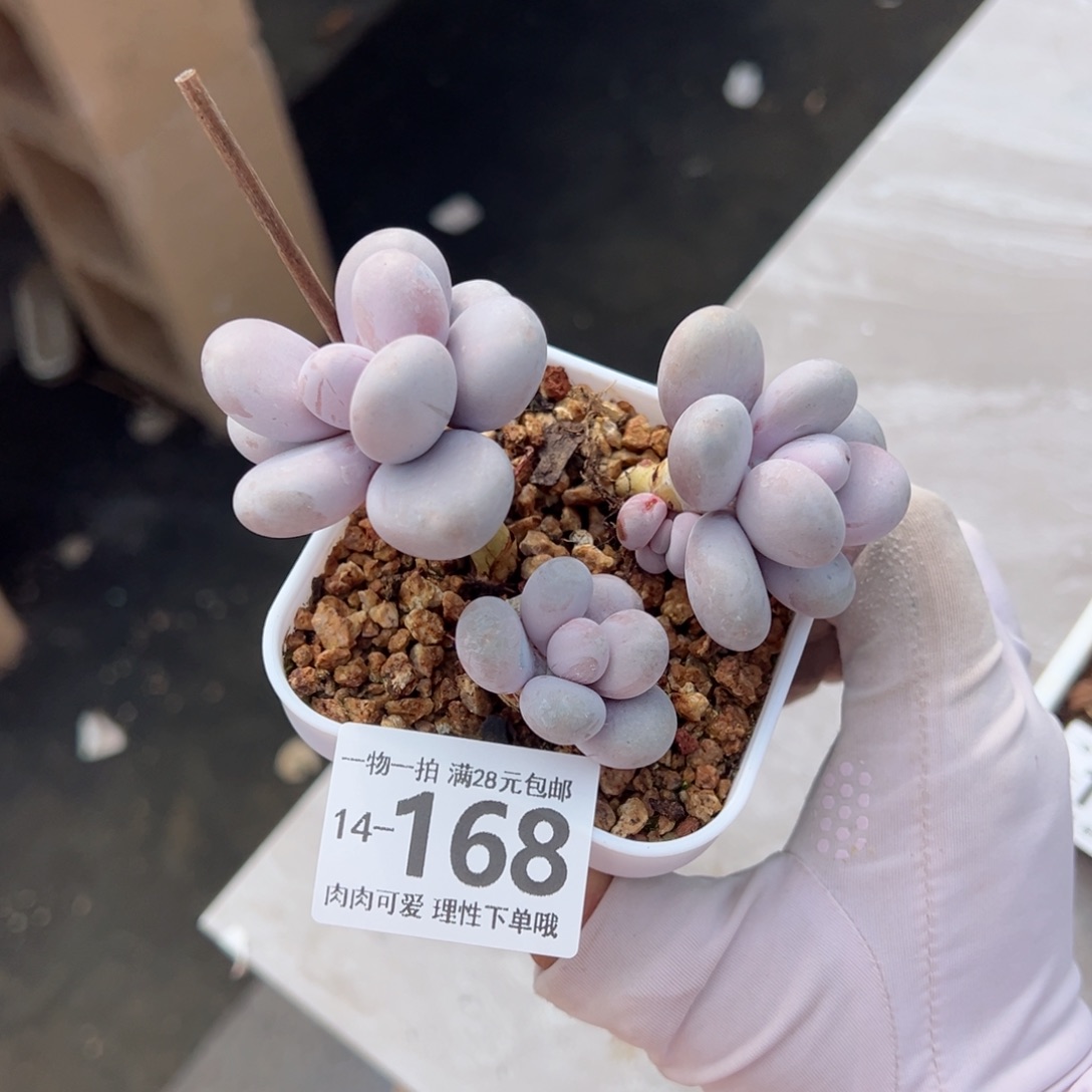 奶酪多肉多肉多肉多肉