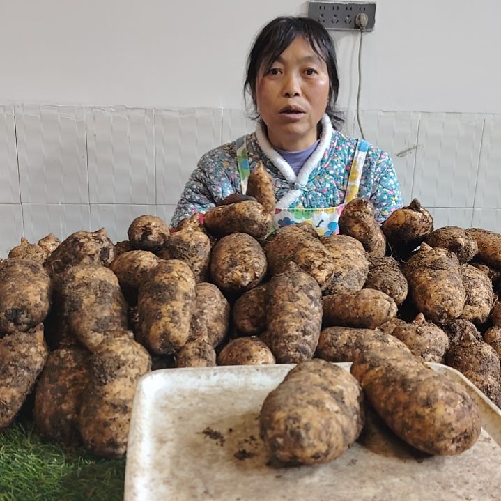 中国大陆小草坝天麻