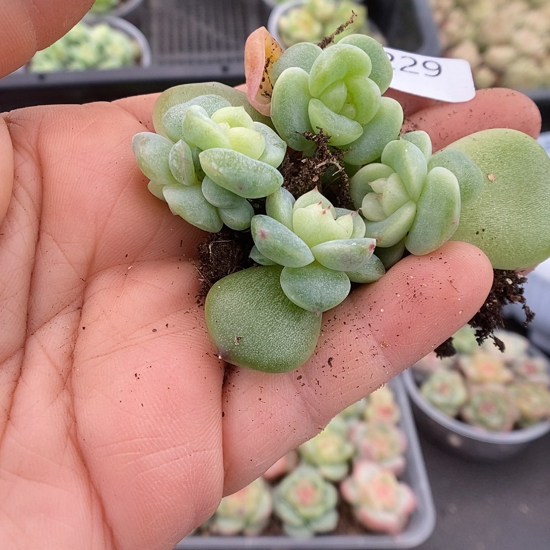 一物一拍一物一拍911-229