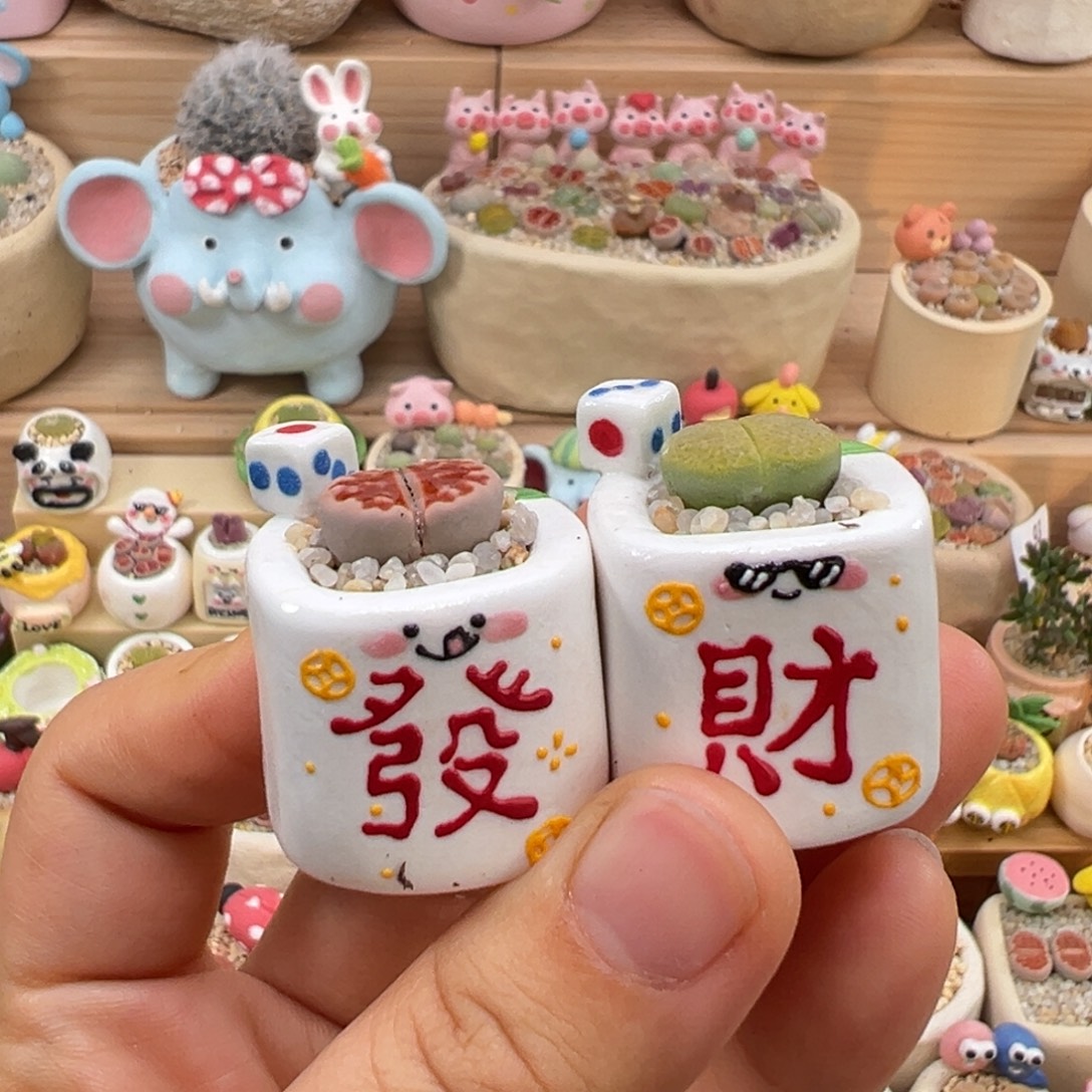 多肉植物26号一对