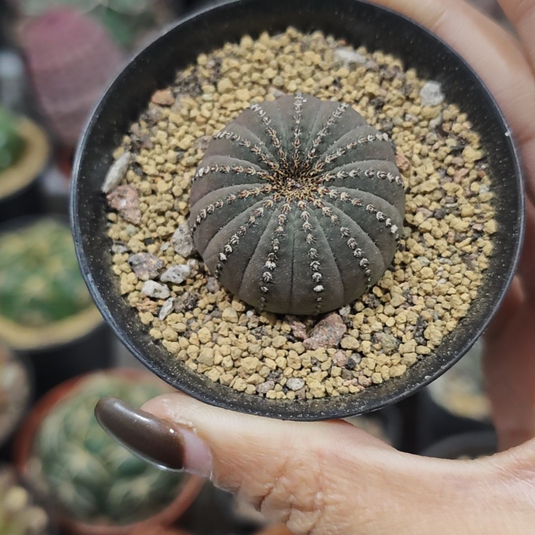 专拍链接保温仙人球