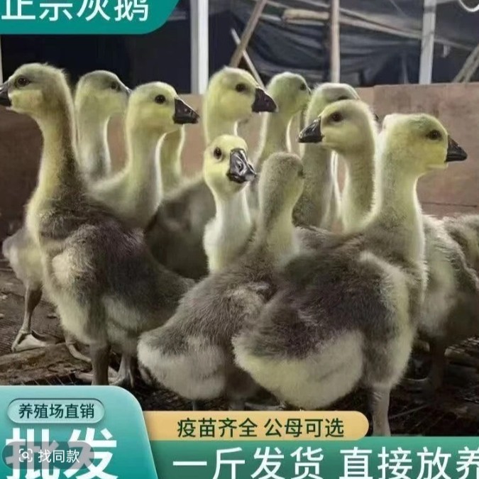一斤左右大种灰色鹅苗宠物健康好养顺丰包邮可直接散养/宠物鸭