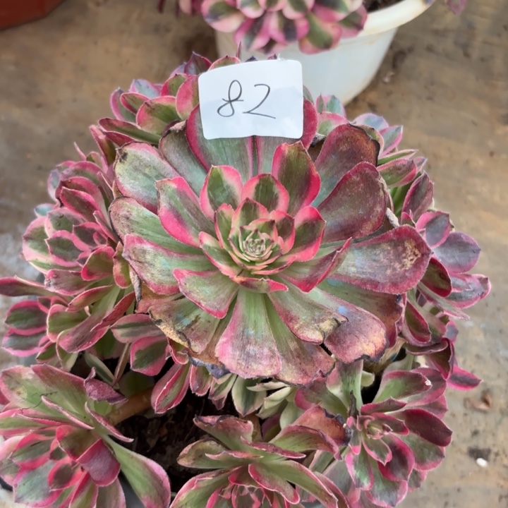 无花朵082特价云合无售后