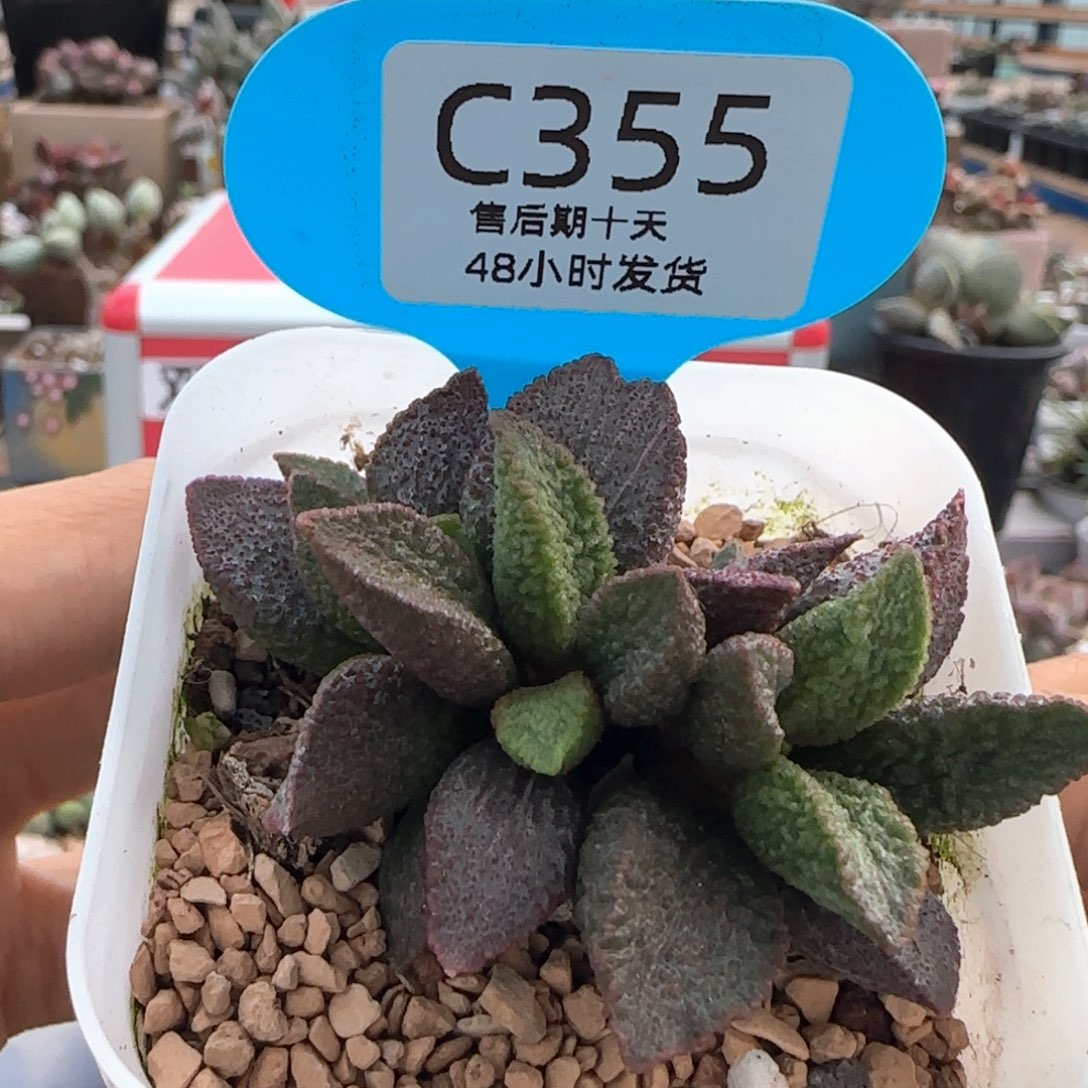 嗯***呐夜光杯。   355。     