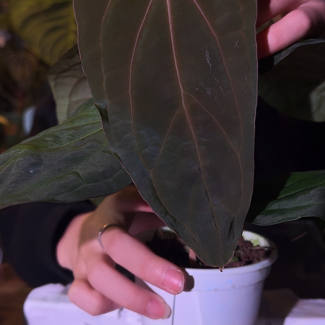 不开花植物C164bvep杂papilg