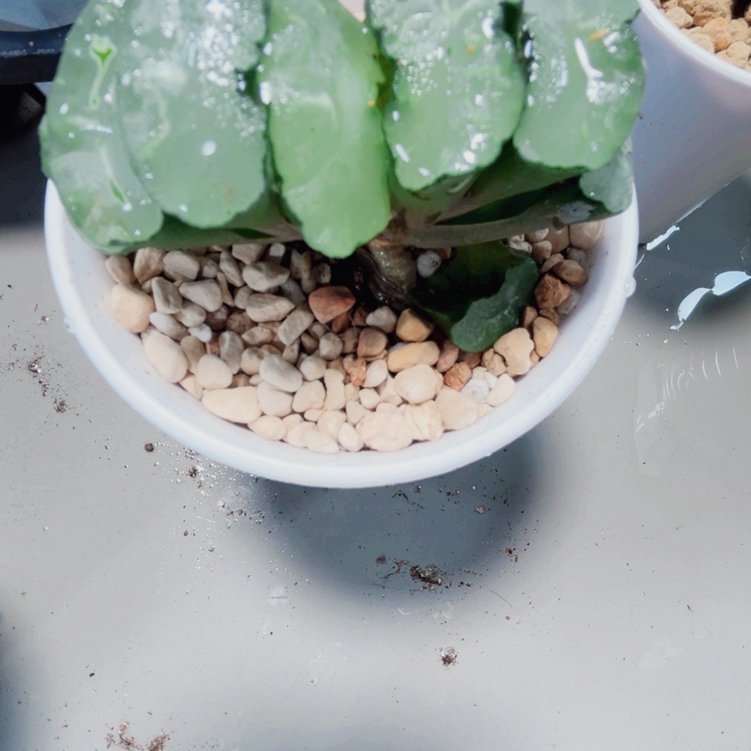 漂亮玉扇多肉植物6666