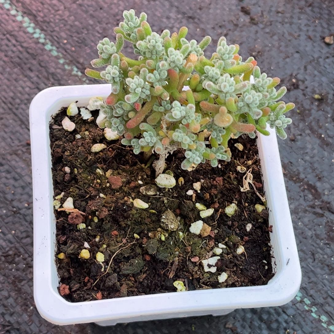 冰晶优选枝干番杏