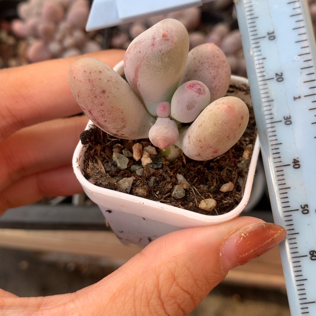 韩国米可奶酪多肉植物侧芽 精品韩国奶酪多肉