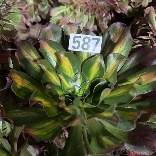 G***冠多肉植物一个七彩587