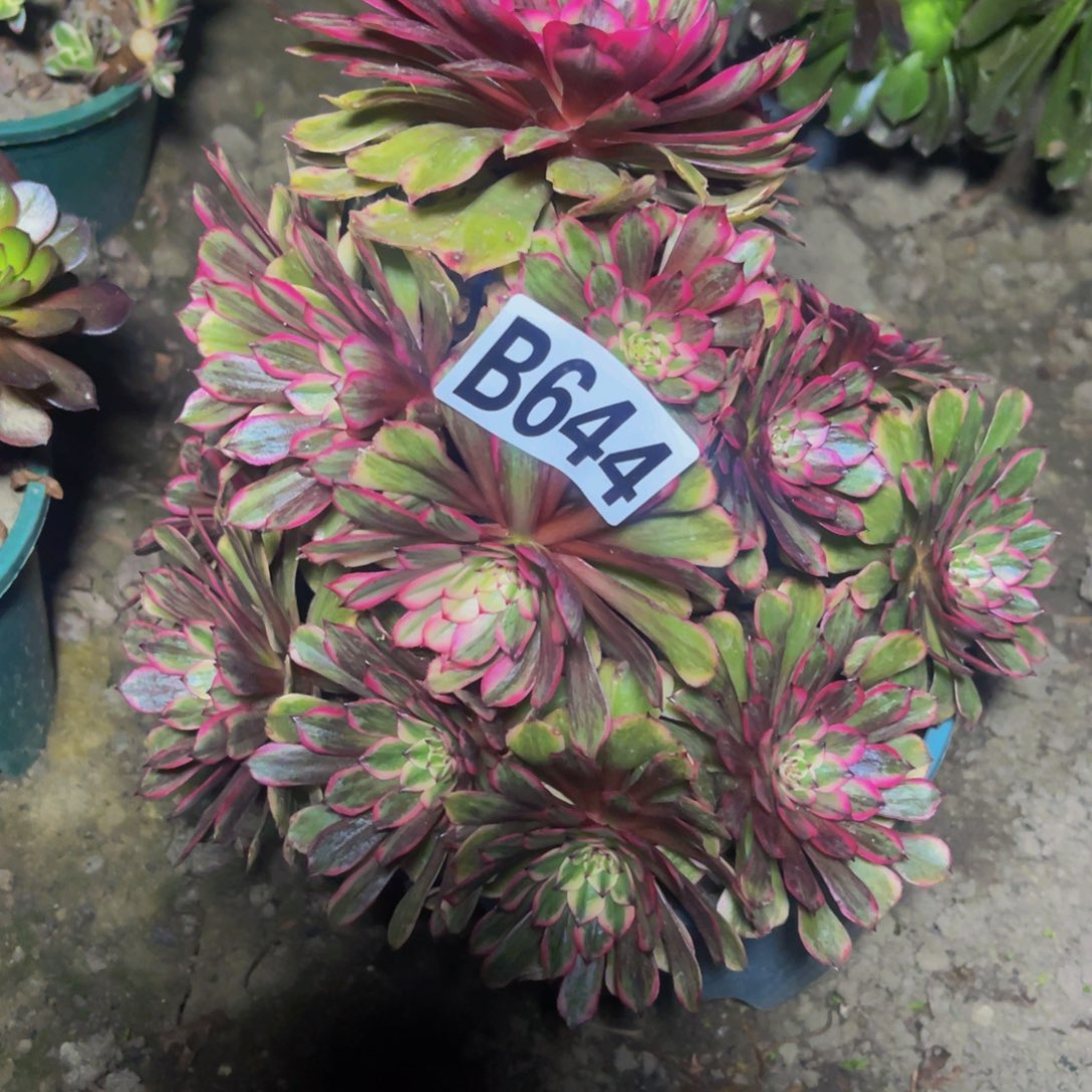 梦境法师26/—0包邮