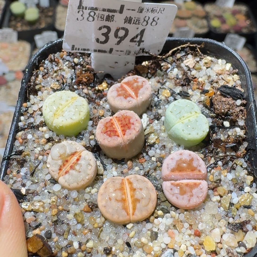 Sss精品便宜出394