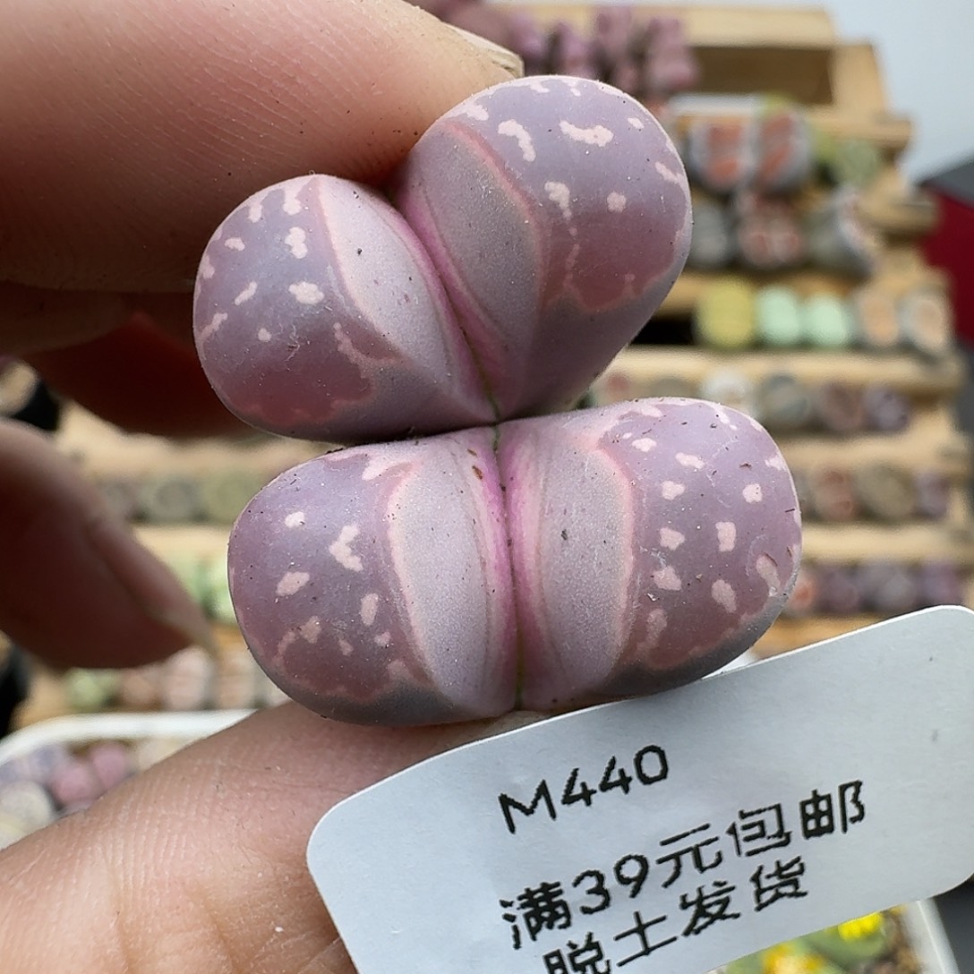 440多肉哈哈哈哈哈哈哈