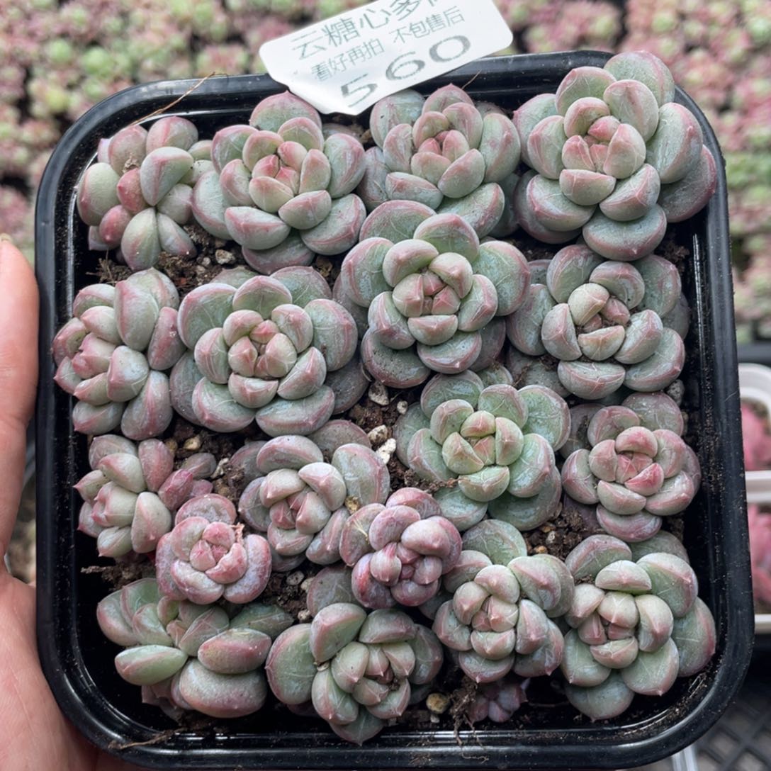 云糖心多肉植物560
