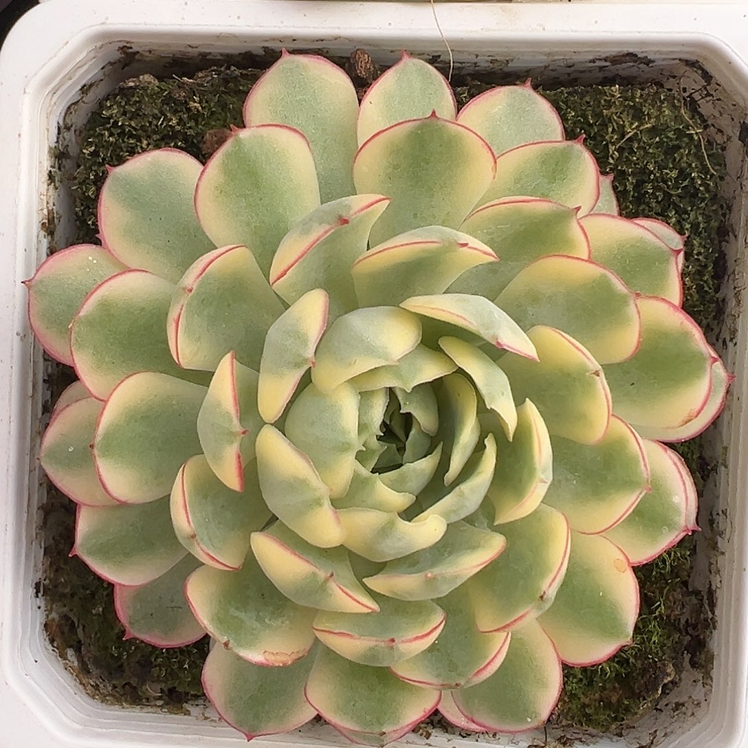 满38包邮梦幻玫瑰锦