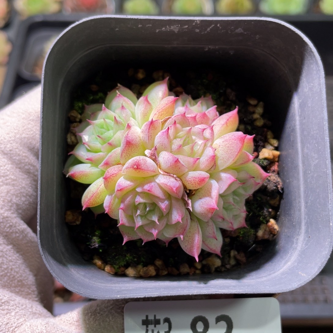 花利美3-82麦秆群