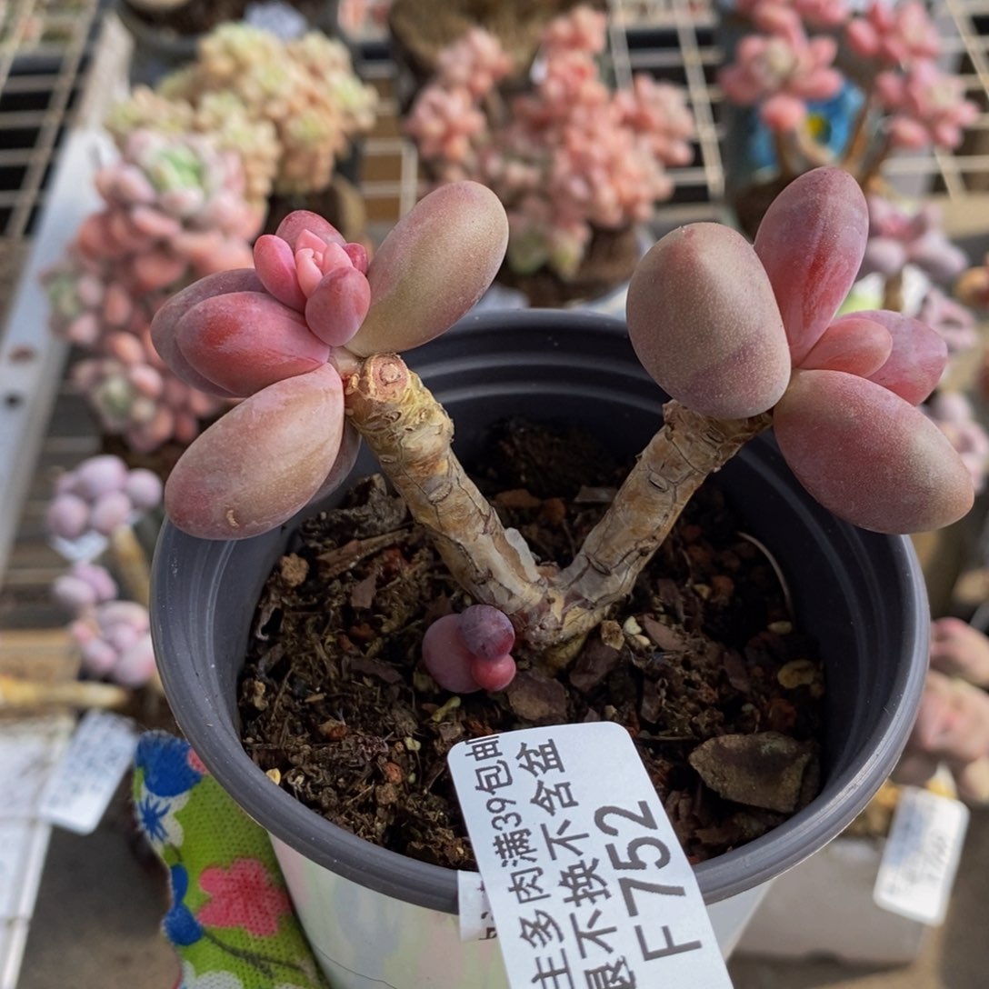 糖果美人752/7c m