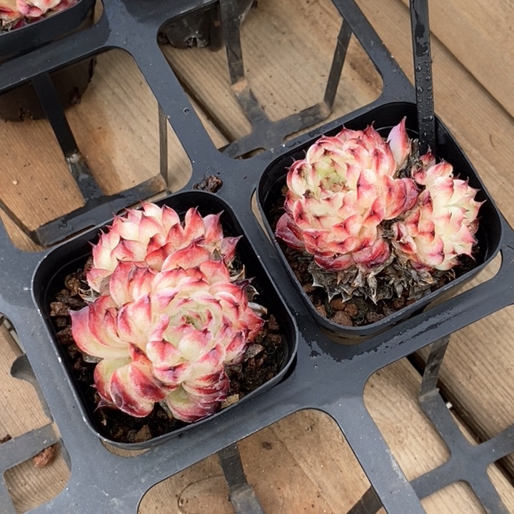 160马赛尔双头 福利