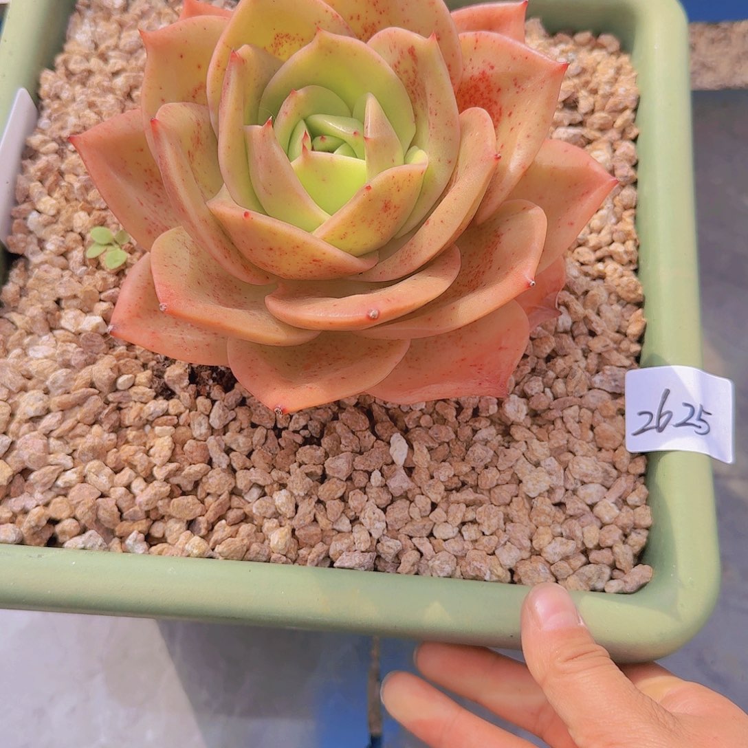 2625狮子王多肉植物