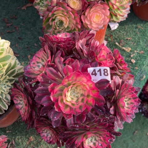 418铜壶锦朵朵多肉，