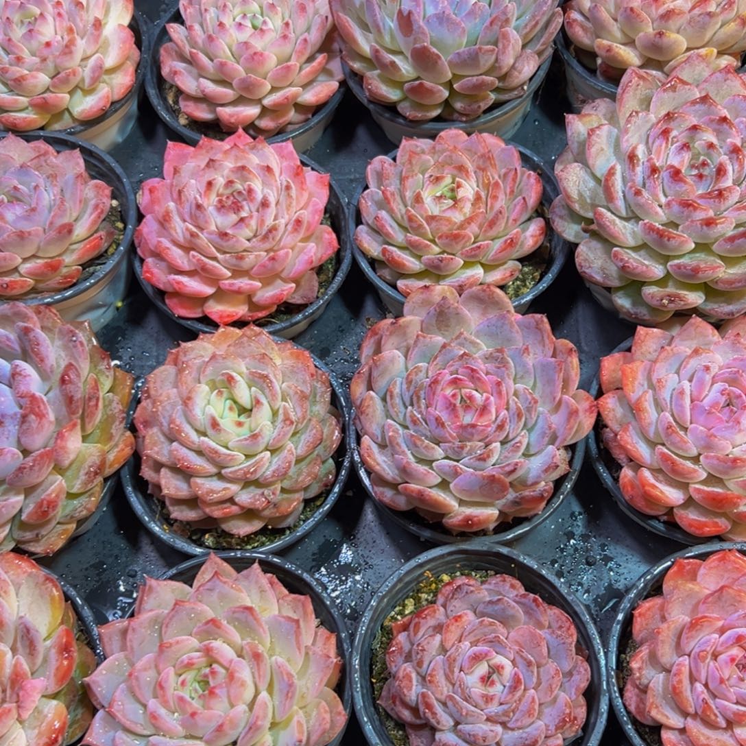 亚***舞164点的点点滴滴点点滴滴