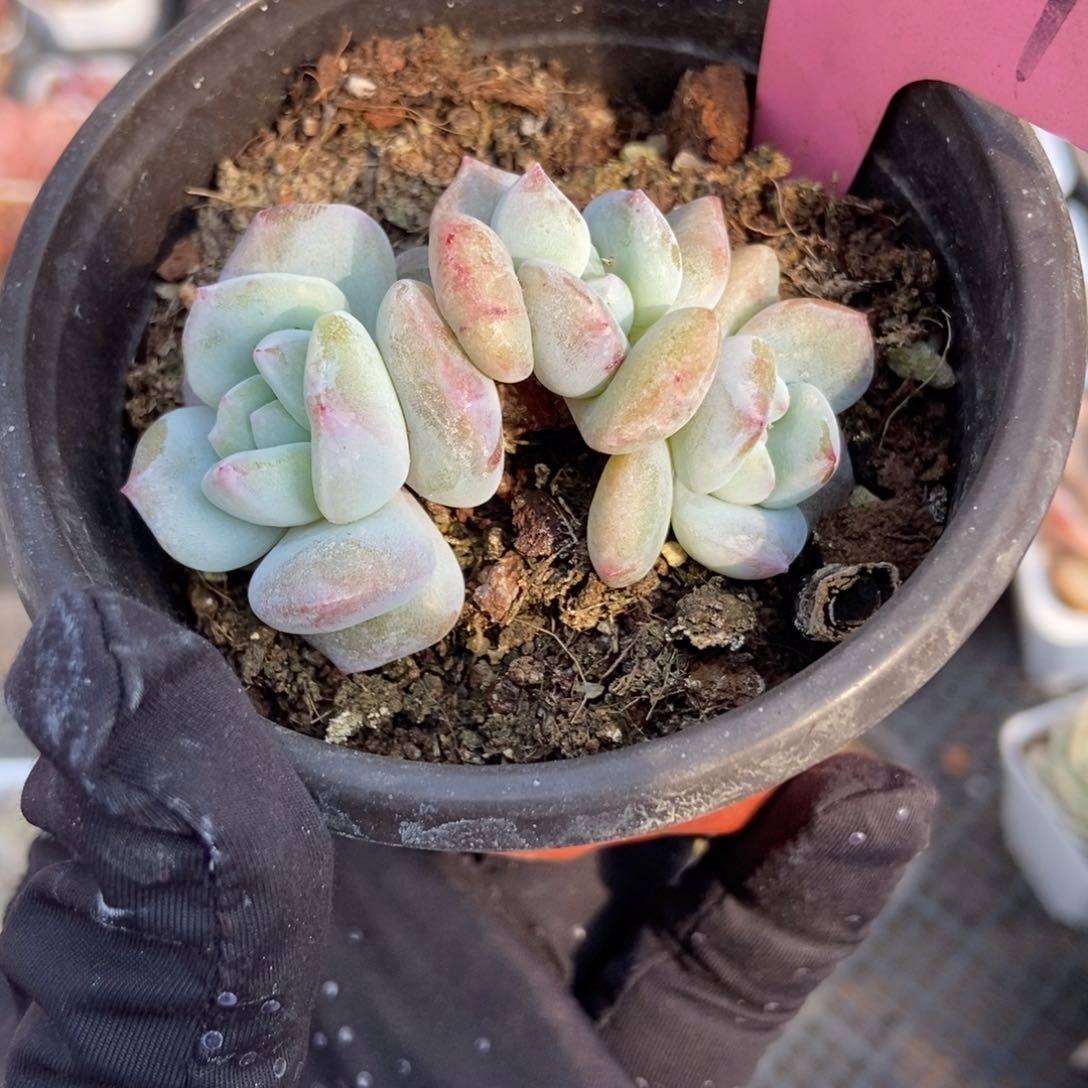 201星影石化多肉植物
