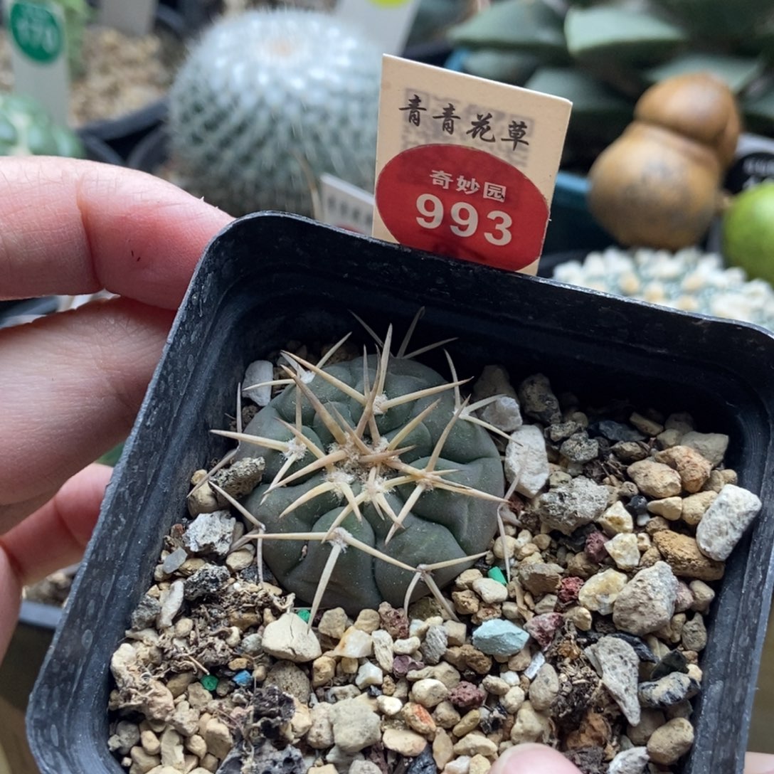 实生天平丸一颗仙人球