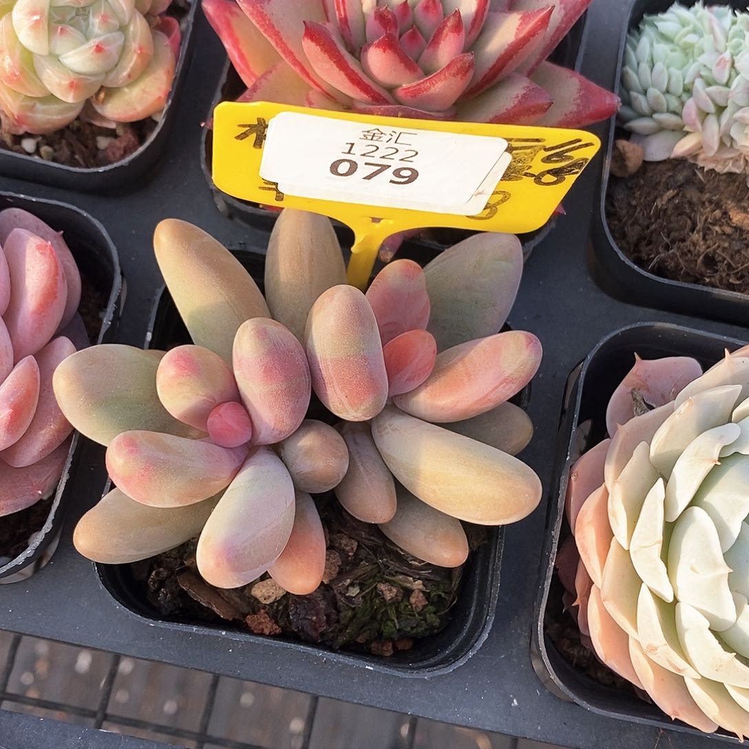 福利多多，1222079