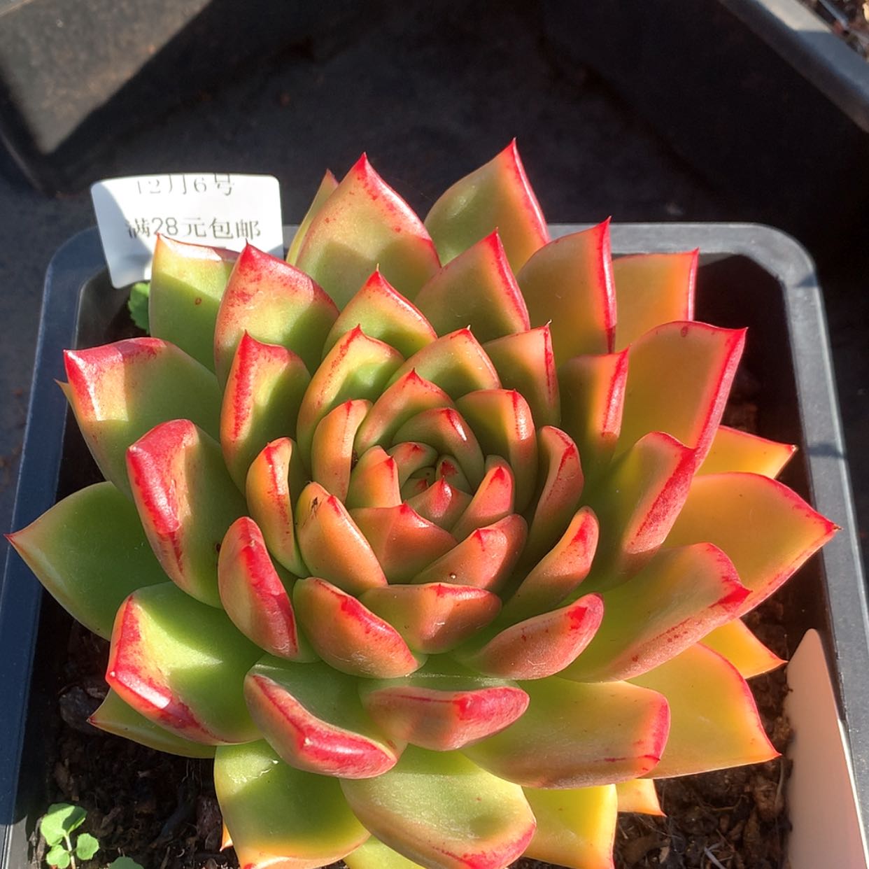 【闪购商品】云167号