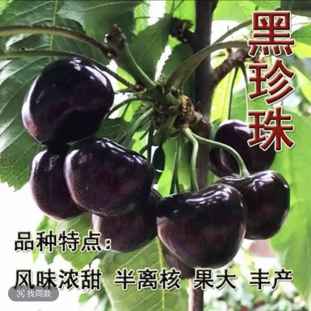 车厘子树苗俄8弗利斯克现挖现发新鲜南北方种植