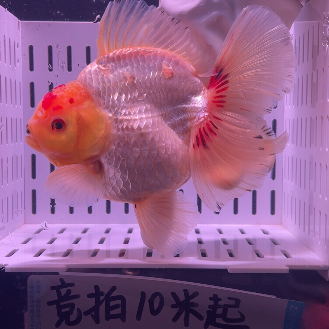 金鱼泰狮金鱼渔场直发