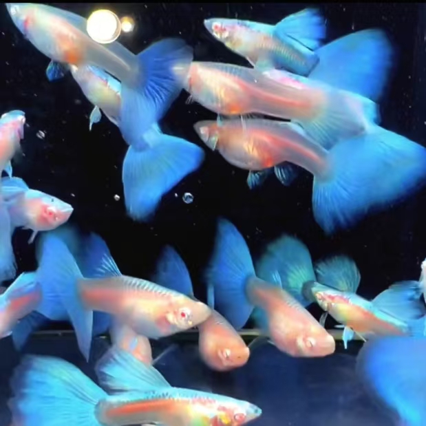 精品天空蓝孔雀鱼带肚孕母小型热带观赏鱼适合小白云新手皮实好养