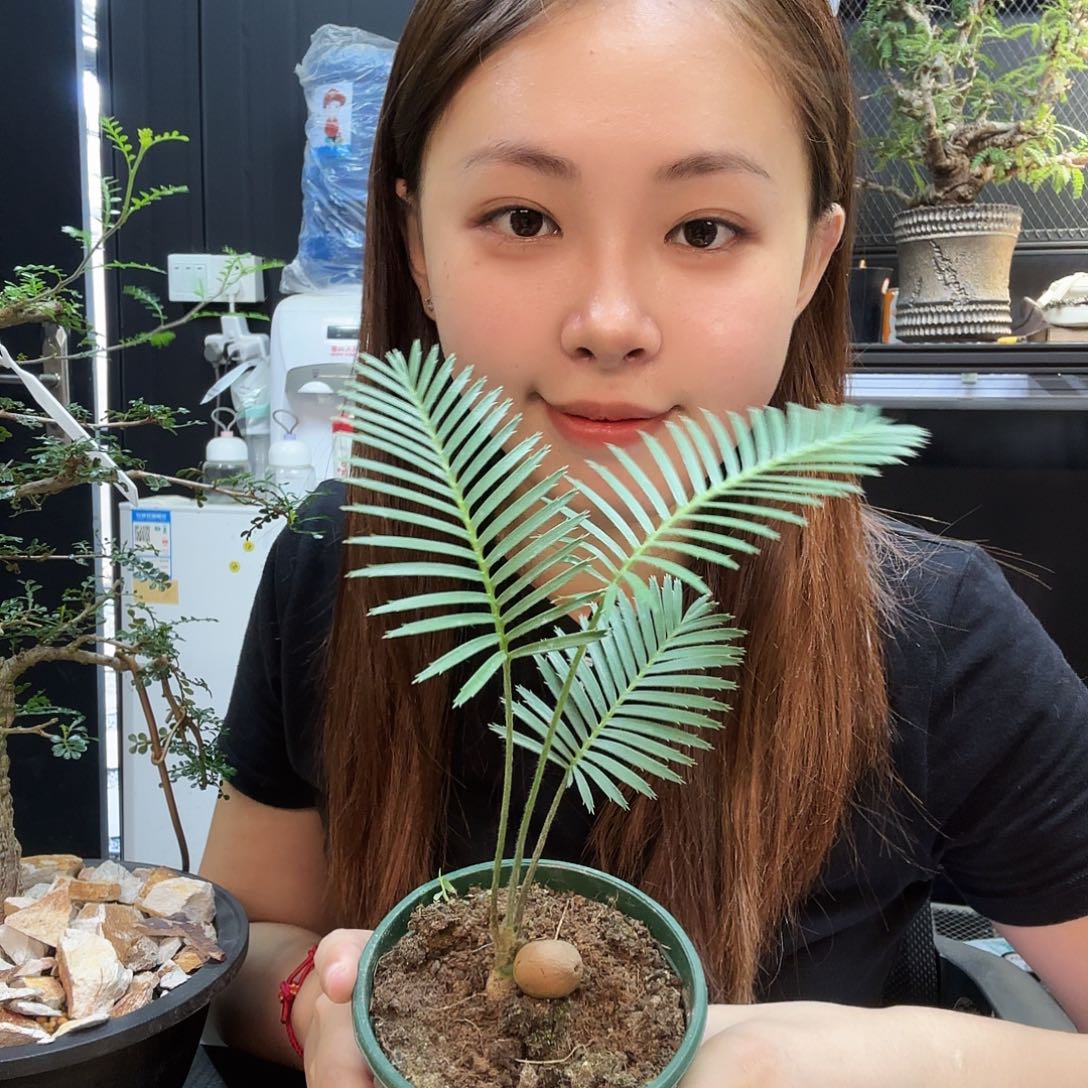 墨西哥鱼骨双子铁