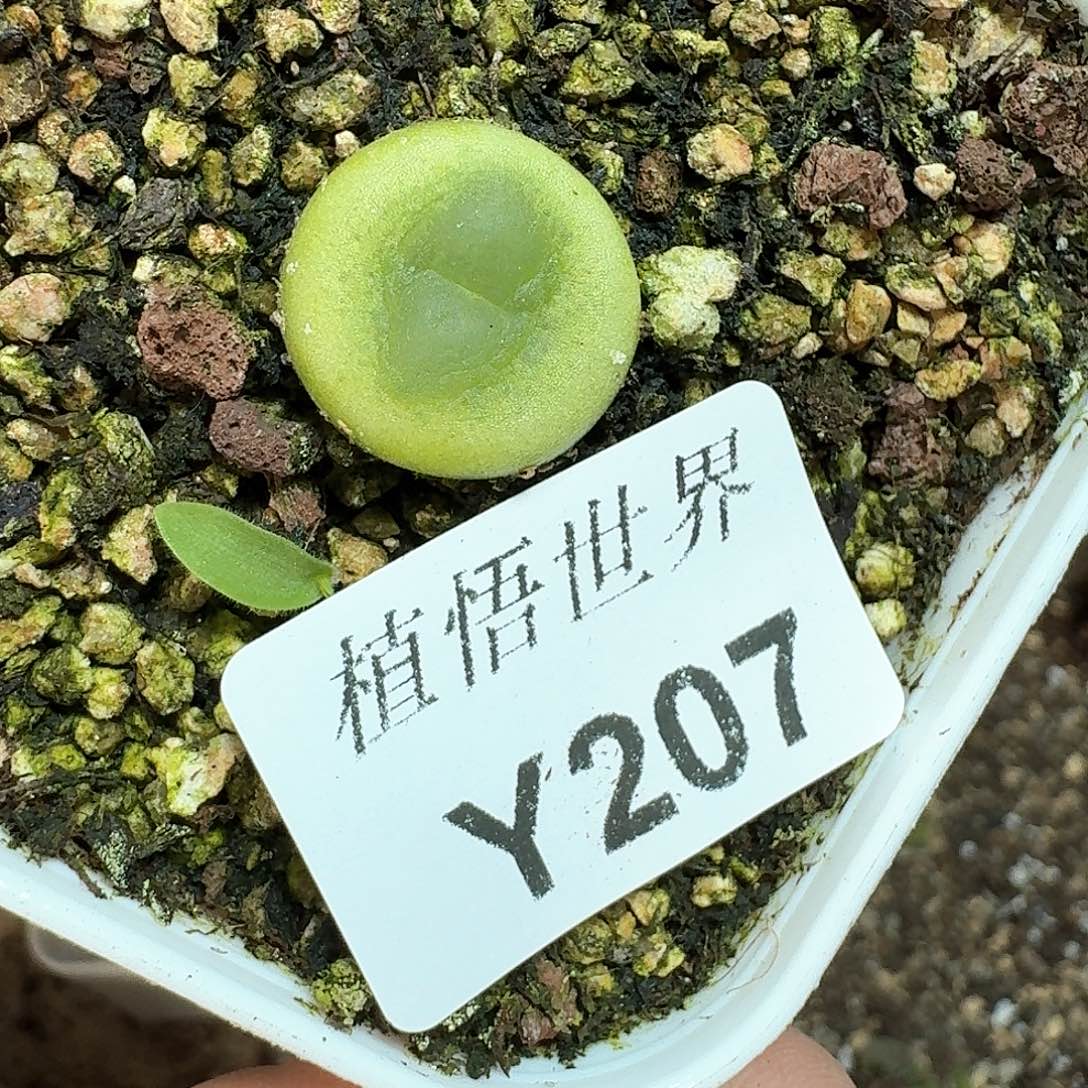 207号多肉植物哇fv