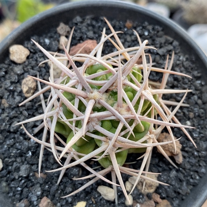 实生精控强刺碧岩玉213号4cm