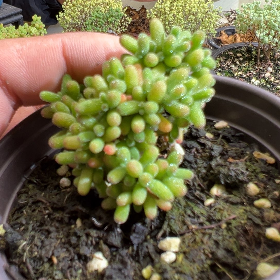 糖球黄虎斑锦90杯老桩福利