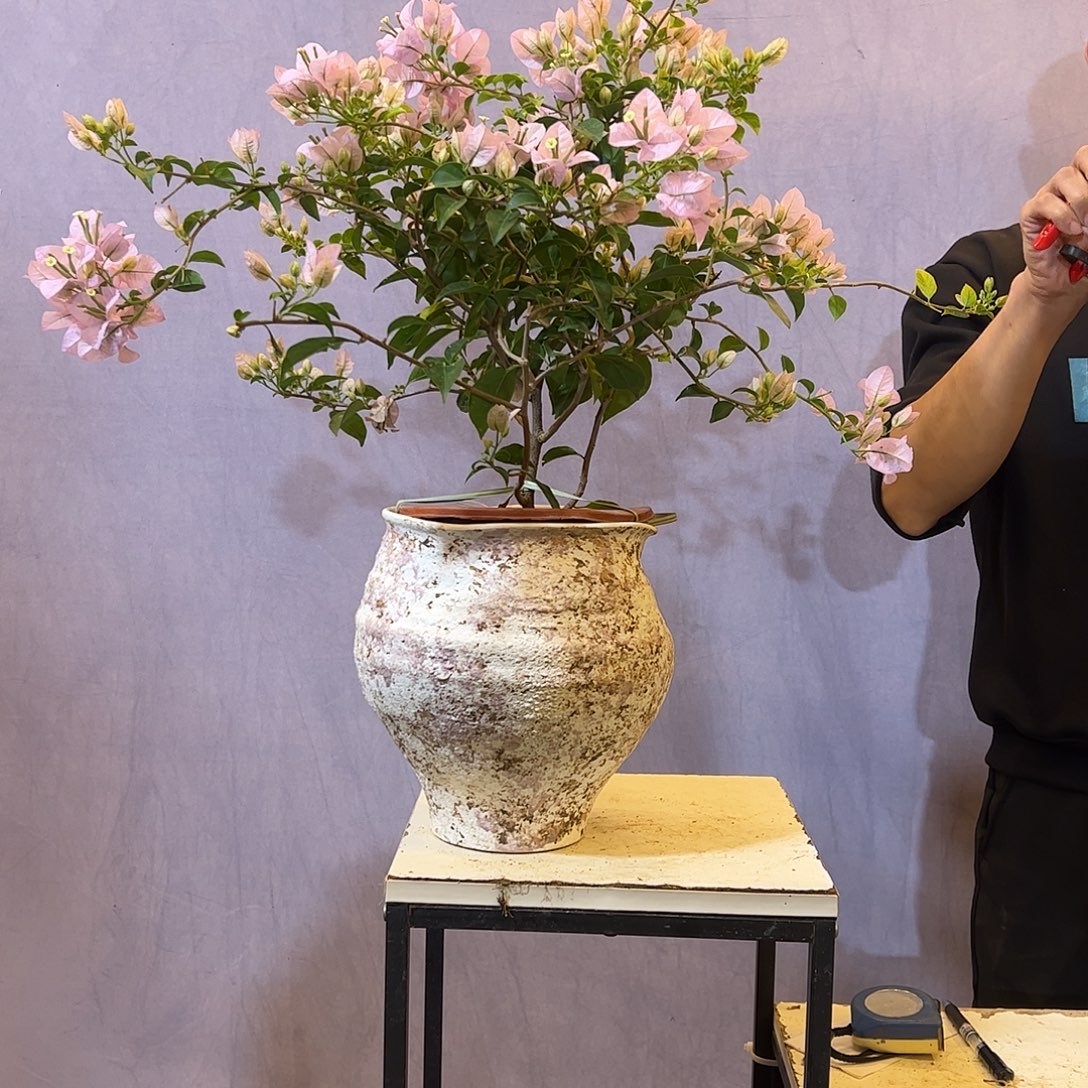 大量花朵（建议范围：8朵-15朵 或40%以上）苹果花