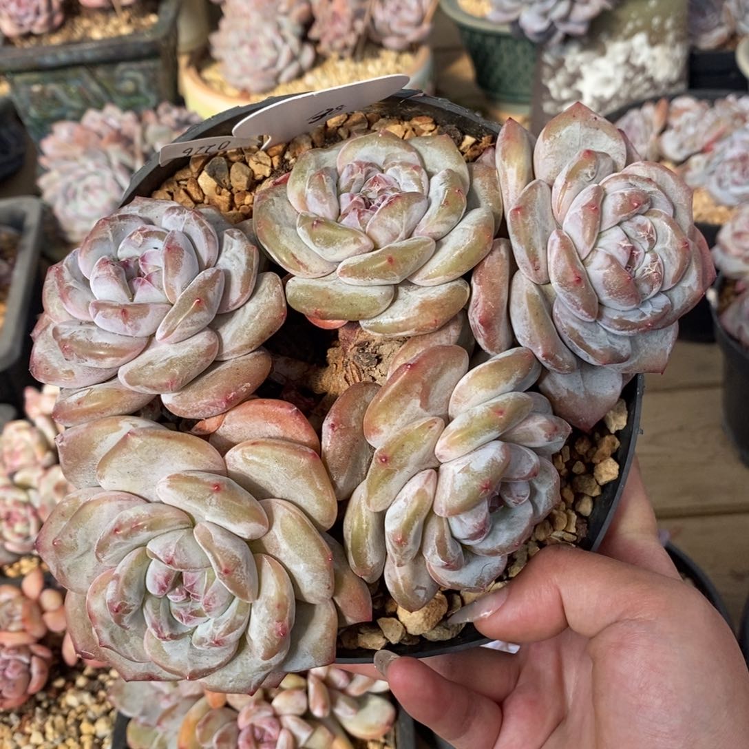 五头脸朝上短肥圆大肥包子