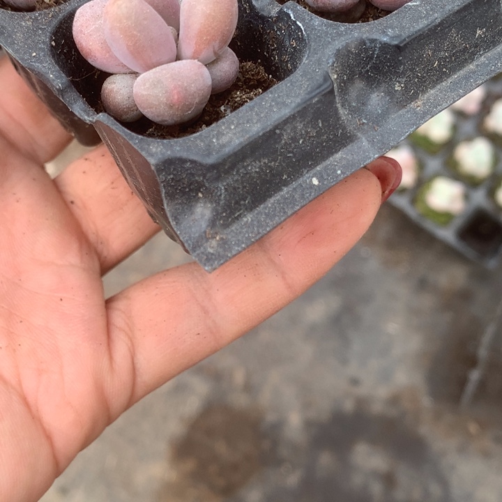 蛋黄14颗。包邮。多肉