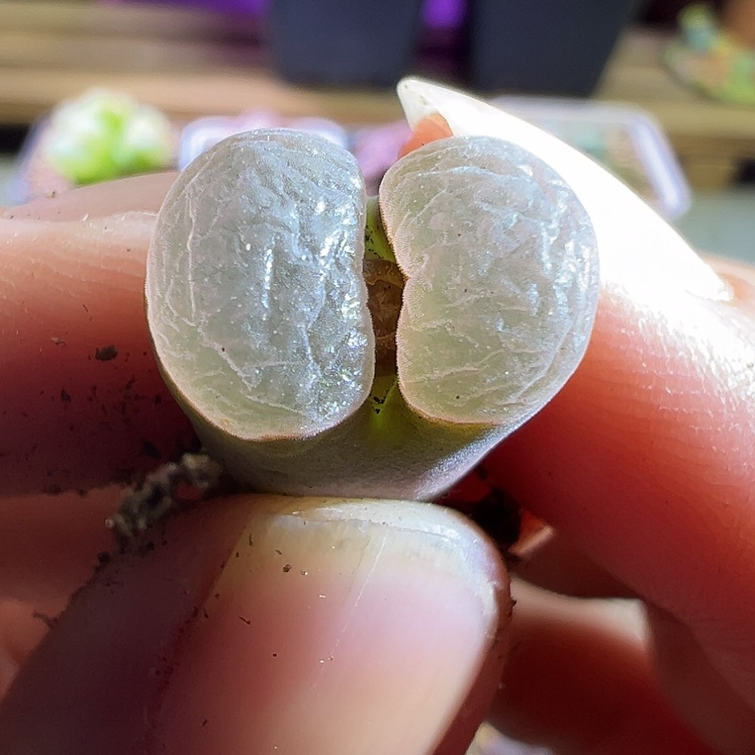 磁铁杂。               