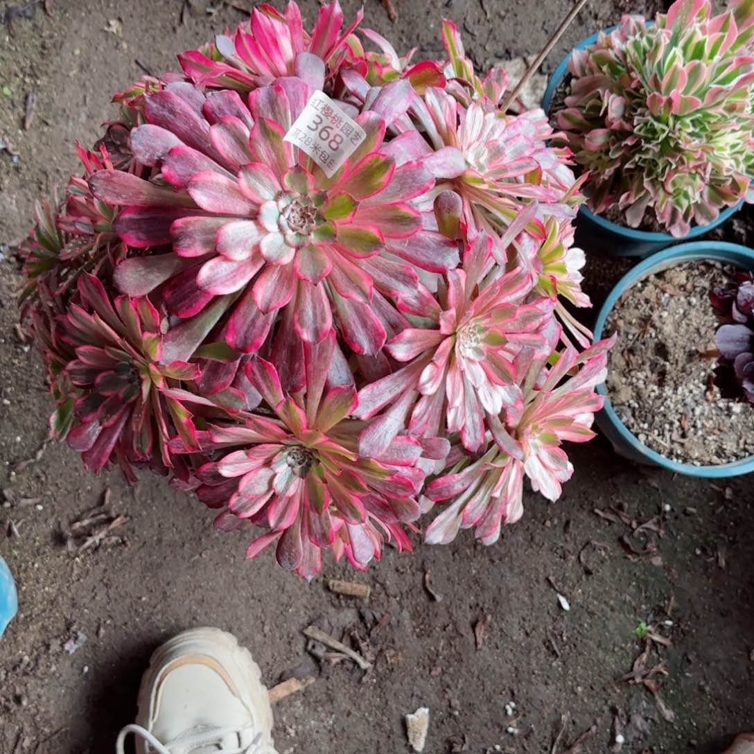 雪姬法师多肉368